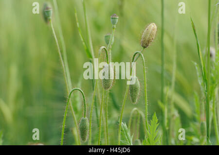 Clap Mohn, Papaver Rhoeas, Getreidefeld, Knospen, Brennpunkte im Vordergrund, Deutschland, Stockfoto