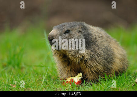 Alp Murmeltier, Marmota Marmota, Wiese, Kopf, stehen, Essen, Apfel, Stockfoto