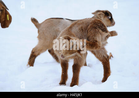 Boers Ziegen, Haus Ziegen, Capra Aegagrus Hircus, Jungtiere, Schnee, Winter, Stand, Seitenansicht, Stockfoto