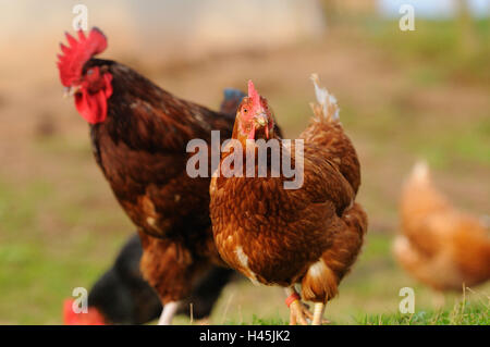 Haus-Geflügel, Gallus Gallus Domesticus, Männchen und Weibchen, Seitenansicht, steht, Blick in die Kamera, Stockfoto