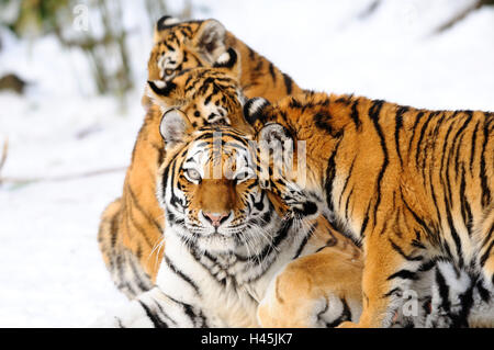 Sibirische Tiger, Panthera Tigris Altaica, Mutter mit Jungtieren, Seitenansicht, kuscheln, Blick in die Kamera, Stockfoto