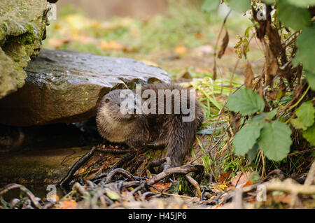 Otter, Lutra Lutra, Jungtier, Seitenansicht, Lüge, Blick in die Kamera Stockfoto