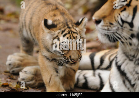 Sibirische Tiger, Panthera Tigris Altaica, Jungtier, Vorderansicht, laufen, Stockfoto