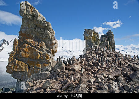 Antarktis, Süd-Shetland-Inseln, Half Moon-Insel, Rock, Pinguin Kolonie, Stockfoto