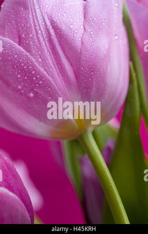 Tulpe, Blüte, Tautropfen, detail, Tulpia, Flora, Blumen, Schnittblumen, Blüte, Lilie Pflanzen, Liliaceae, Saison, Frühling, Drop, Seil, Tropfen Wasser, Konzeption, frische, Sauberkeit, mittlere Nahaufnahme, violett, rot-violett, Stockfoto