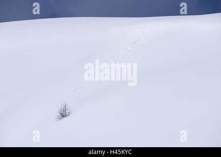 Italien, Dolomiten, Belluno, Cortina d ' Ampezzo, Passo Tu Giau einzelne verschneite Tannen, Stockfoto