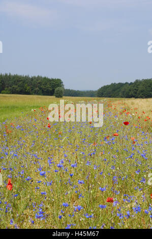 Feld, Kornblumen, Centaurea Cyanus, Clap Mohn-Samen, Papaver Rhoeas, außen, Blüten, Blüte, Sommer, Deutschland, Feld, Getreidefeld, Idylle, Mohn, Mohn, Verbundwerkstoffe, Fock Blumen, Natur, Pflanzen, Wiese, Breite, Rest, Sommerblumen, menschenleer, Stockfoto