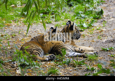 Sumatra-Tiger, Panthera Tigris Sumatrae, Jungtiere, zwei, Stock, Lüge, Zoo, Tierpark, Gehäuse, Urwald, Tiger, Raubtiere, Großkatzen, große Katzen, Panthera, Säugetiere, Tiere, Wildtiere, Schutz bedrohter Arten, geschützt, bedroht, gefährdet, Tierwelt, Verhalten, Rest, nebeneinander, Natur, Stockfoto