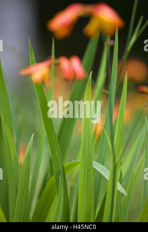 Gold-Montbretie, Crocosmia Aurea, Detail, Unschärfe, Stockfoto