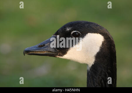 Kanadagans Branta Canadensis, Porträt, Stockfoto