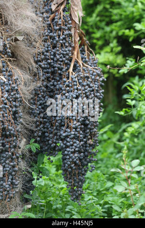 Chinesischer Hanf Palme Trachycarpus Fortunei, Fruchtstand, Stockfoto