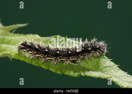 Caterpillar, Distel Schmetterling, Vanessa Cardui, Blätter, Stockfoto