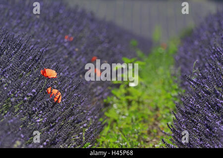 Feld Lavendel, Klatschmohn, Blüten, Frankreich, Provence, Sault, Stockfoto