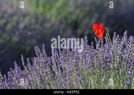 Feld Lavendel, Klatschmohn, Blüte, Single, Frankreich, Provence, Sault, Stockfoto