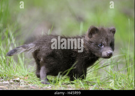 Marten es Hund, Nyctereutes Procyonoides, Jungtier, Wiese, Stockfoto