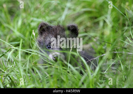 Marten es Hund, Nyctereutes Procyonoides, Jungtier, Wiese, Aufmerksamkeit, Stockfoto