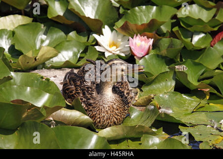 Teich, Seerosen, Stockente, Anas Platyrhynchos, Weiblich, Deutschland, Hessen, Gewässer, Seerosenteich, Tiere, wilde Tiere, Wasservögel, Vögel, Enten, Anatids, Gans der Vögel, Enten, Wildente, Weiblich, Luke, Pflanzen, Seerosen Blätter, Blüten, Blüte, Natur, Schwimmen Stockfoto