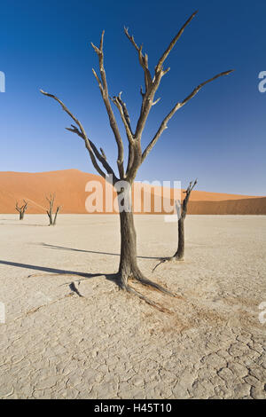 Afrika, Namibia, Sossusvlei, Namib-Wüste, Deadvlei, Kameldornbäume, Toten, Dünen, Wüste, Stockfoto