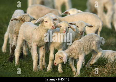 Merino-Schafe, Lämmer, Stockfoto