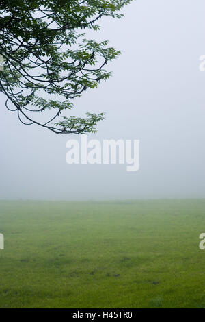 Schweiz, Bündner, Prättigau, Arosa, Almen, Ulme, Laub, Morgennebel, Stockfoto