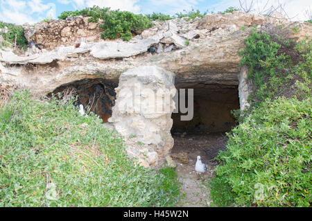 Tropfsteinhöhle mit Säule und Möwen am Strand von Rottnest Island in Westaustralien nisten. Stockfoto