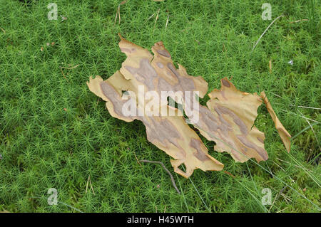 Wald, Boden, Stern Moos, Rinde, Stockfoto