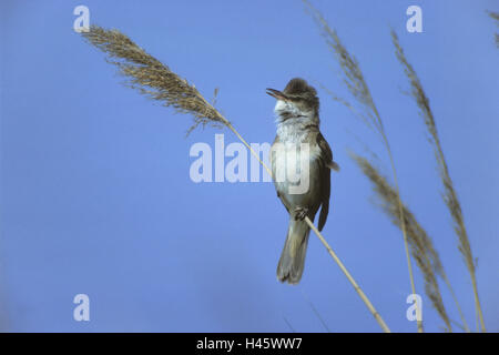 Drosseln, Leitung Sänger, Acrocephalus Arundinaceus, Reed, singen, Stockfoto