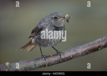 Haus rot Tail, Phoenicurus Ochruros, Beute, Insekt, Schnabel, Stockfoto