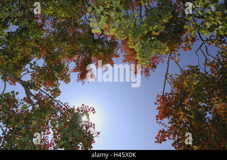 Pappel, Aspen, Populus Tremula, Herbst, Himmel, Wipfel, Stockfoto
