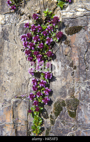 Alpen, wilder Thymian, Thymus Serpyllum, Stockfoto