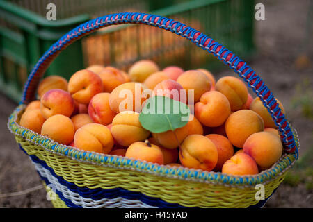 Korb mit Aprikose mit Blatt Stockfoto