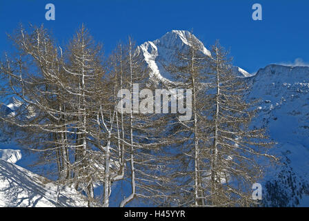 Schweiz, Wallis, Lötschental, Lauchernalp, Bäume, Berg Bietschhorn, Winter, Stockfoto