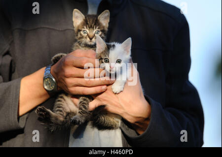 Haus Kätzchen, Felis Silvestris Catus, Jungtiere, gestreift, Hände, Kopf, Stockfoto