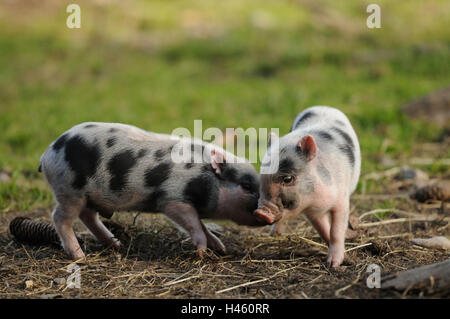 Vietnamesische hängenden Bauch Schweine, Ferkel, Seitenansicht, Kampf, Stockfoto