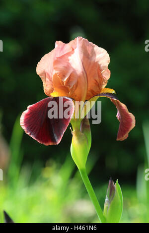 Deutsche Schwertlilie, Iris Germanica, Stockfoto