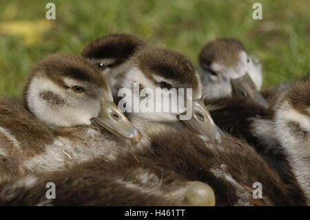 Nil-Gänse, Alopochen Aegyptiacus, Jungtiere, Stockfoto