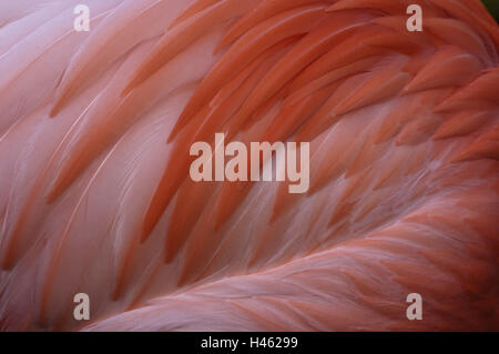 Rosaflamingo, Phoenicopterus Ruber Roseus, Gefieder, close-up, Stockfoto