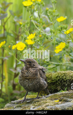 Amsel, Turdus Merula, Jungvogel, Stockfoto