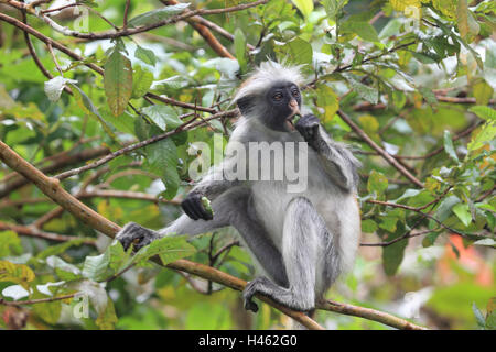 Zanzibar-stumpf Affe am Baum, Stockfoto