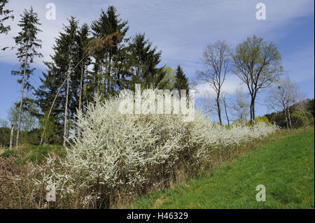 Schlehe, Prunus Spinosa, Blüte, Landschaft, Steiermark, Austria, Europe, Stockfoto