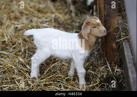 Boer Ziege, Kind, Stockfoto