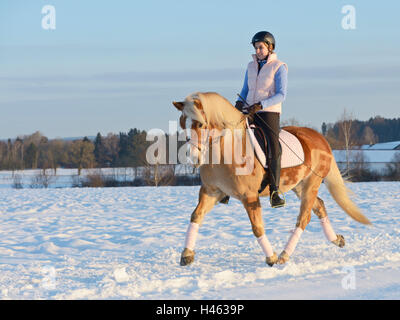 Reiten Sie auf Haflinger-Pferd im Winter am Abend Stockfoto