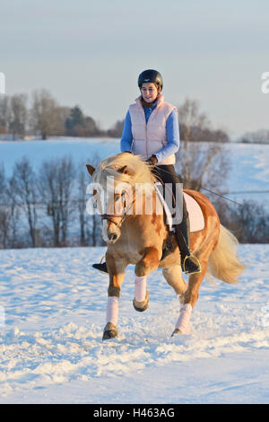 Reiten Sie auf Haflinger-Pferd im Winter am Abend Stockfoto
