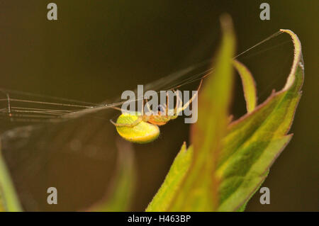 Kürbis Spinne im Netz, Seitenansicht, Stockfoto