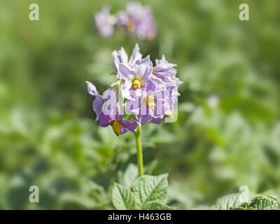 Blüte der Kartoffel, Solanum Tuberosum, Solanum, Kartoffelfeld, Stockfoto