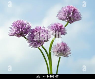 Schnittlauch, Allium Schoenoprasum, Blüten, einzelne Blüten, Nahaufnahme, Stockfoto