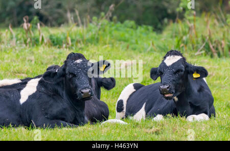 Ein paar schwarze und weiße Kühe, die Verlegung auf dem Rasen bedeckt fliegen. Stockfoto