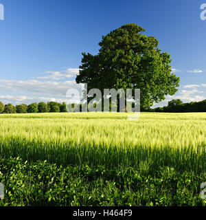 Deutschland, Mecklenburg-Vorpommern, Solitär-Baum, Eiche, Getreidefeld, Stockfoto