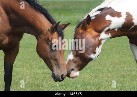Pferde, zwei, Beschnuppern, mittlere Nahaufnahme, Detail, Stockfoto