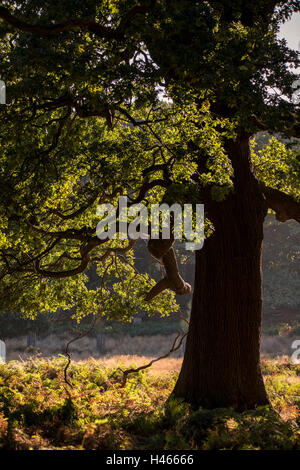 Schöne alte Eiche in Waldlandschaft mit gefleckten Sonnenlicht fangen die Blätter als sie Chang Farbe für den Herbst Herbst Stockfoto